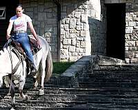 trail-fjord-horse