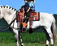 trail-riding-fjord-horse