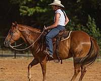 athletic-quarter-horse