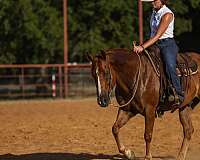 husband-safe-quarter-horse