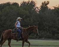 ranch-quarter-horse