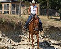 ranch-versatility-quarter-horse