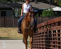 ranch-work-quarter-horse