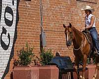 roping-quarter-horse