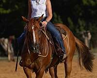 western-riding-quarter-horse