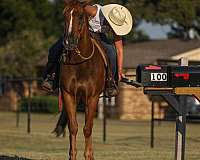 working-cattle-quarter-horse