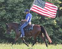 dressage-welsh-pony