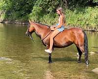 driving-welsh-pony