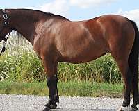 parade-welsh-pony