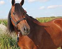 performance-welsh-pony