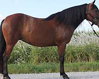 ridden-english-welsh-pony