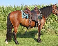 ridden-western-welsh-pony