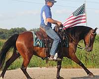 show-welsh-pony