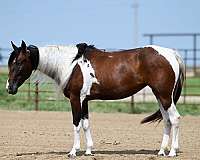 athletic-paint-horse