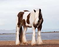 companion-gypsy-vanner-horse