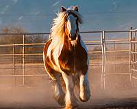 athletic-gypsy-vanner-horse