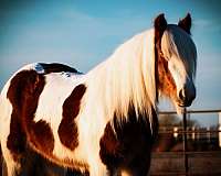 driving-gypsy-vanner-horse