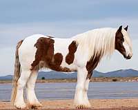 flashy-gypsy-vanner-horse