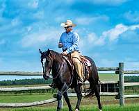 all-around-percheron-horse