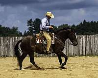 dressage-percheron-horse