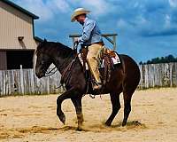 athletic-percheron-horse