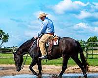 cross-percheron-horse