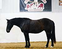 flashy-percheron-horse