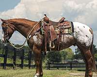 athletic-appaloosa-horse