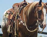 flashy-appaloosa-horse