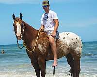 lesson-appaloosa-horse