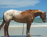 parade-appaloosa-horse