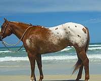 performance-appaloosa-horse