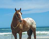 ranch-versatility-appaloosa-horse