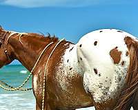 ranch-work-appaloosa-horse