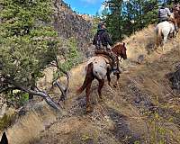 show-appaloosa-horse