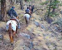 trail-appaloosa-horse