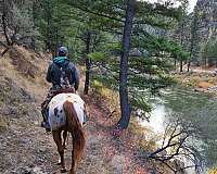 trail-riding-appaloosa-horse