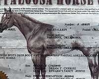 western-riding-appaloosa-horse