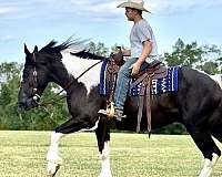 athletic-quarter-horse