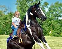 draft-quarter-horse