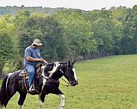 performance-quarter-horse