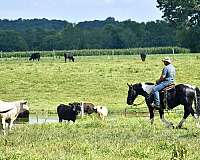 ranch-quarter-horse