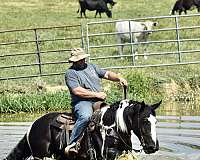 ranch-work-quarter-horse