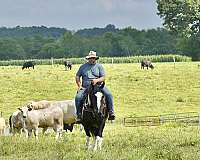 ranch-versatility-quarter-horse