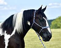 roping-quarter-horse