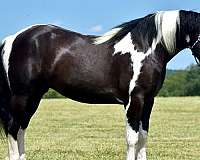 show-quarter-horse