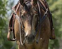 ranch-versatility-quarter-horse