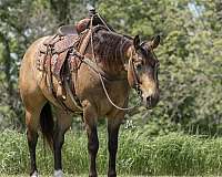 ranch-work-quarter-horse