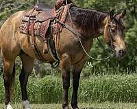 roping-quarter-horse