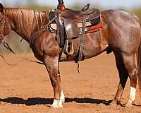 lesson-quarter-horse